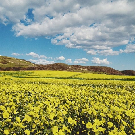 #SCWildflowers Photo by Instagram Fan, @kgraady