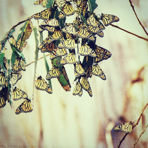 @setemberwren-Monarch