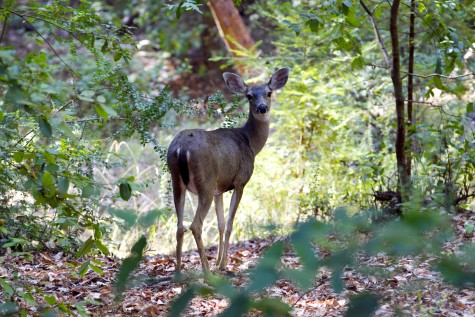 A trail friend at Big Basin