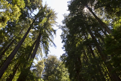 CampingRedwoods