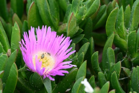 Thoughtful Thursday Photo of the Week- Ice Plant & Bugs