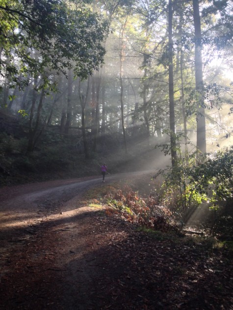 Nisene Marks State Park