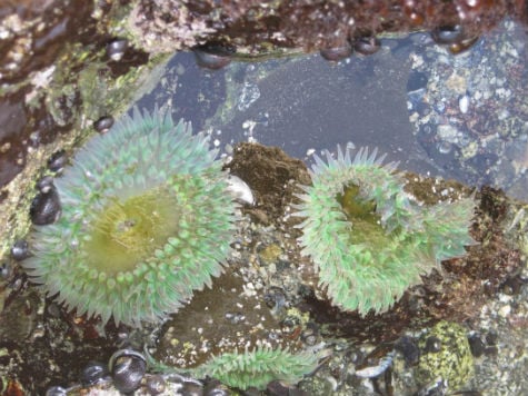Sea anemones