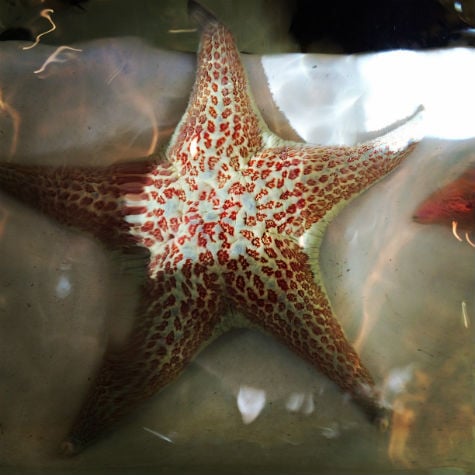 Starfish in the touch pools at Seymour Center