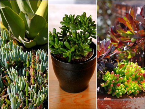 Succulents