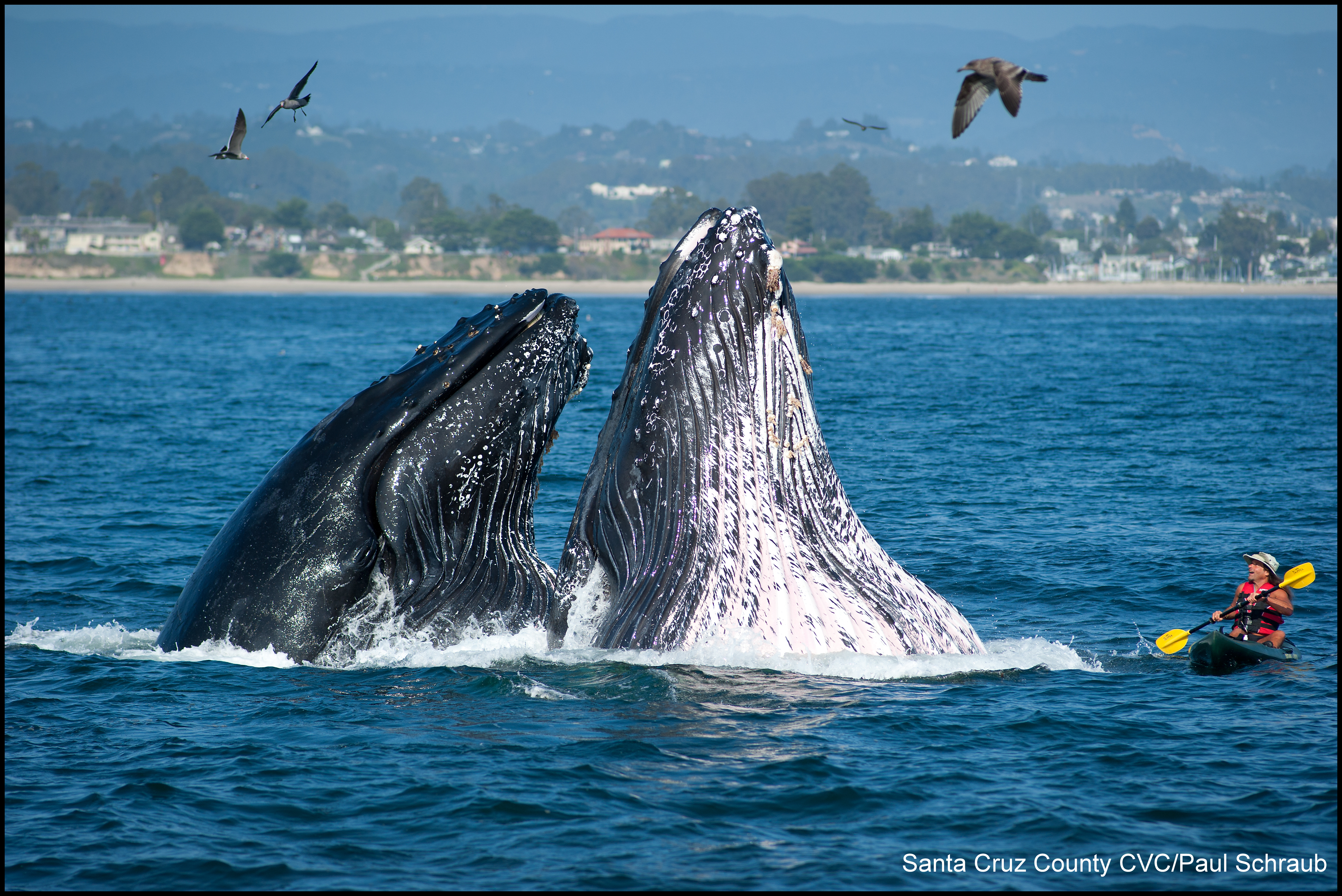 Whales PS