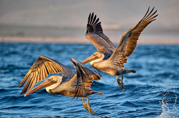 Two pelicans flying over the ocean.