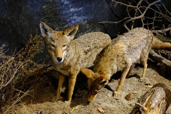 Coyote exhibit at Santa Cruz Museum of Natural History