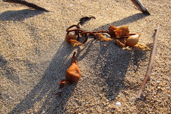Seaweed at the beach