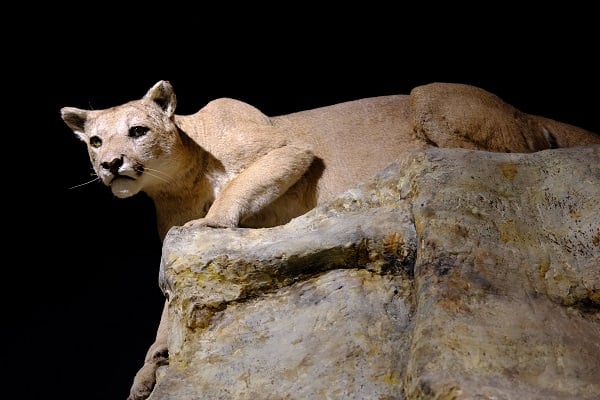 Mt Lion exhibit at Santa Cruz Museum of Natural History