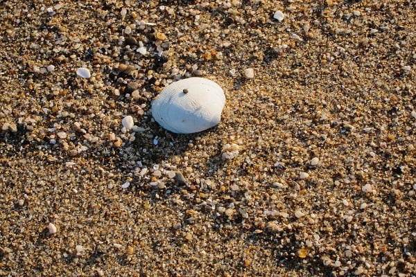 Seashells on the beach