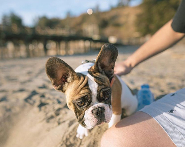GETTING SALTY WITH THE POOCH: YOUR GUIDE TO DOG-FRIENDLY BEACHES - Visit Santa Cruz County