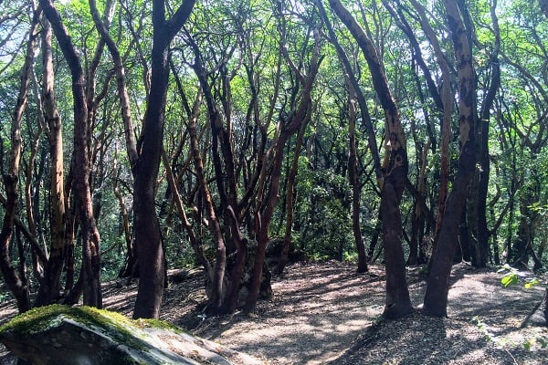 Trees