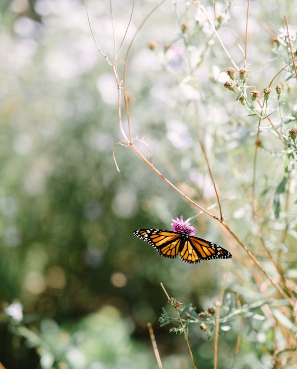 Monarch Butterfly on a flower