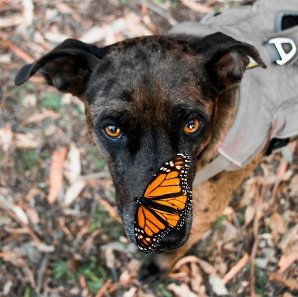 Monarch Butterfly on a dog's nose