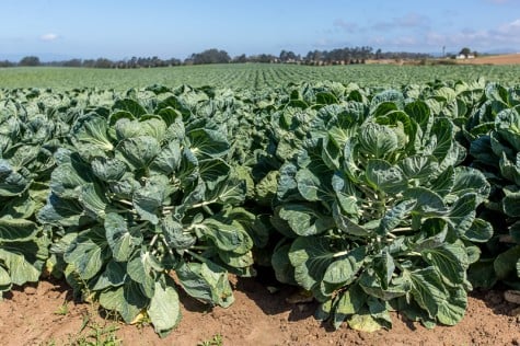 Brussels-Sprout-Field-PHOTO-CREDIT-GARRICK-RAMIREZ-e1454644249437