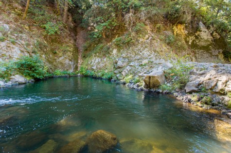 Garden of Eden at Henry Cowell Redwoods State Park