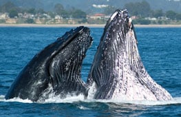 Wildlife Watching in Santa Cruz County