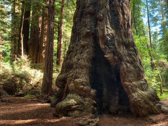 ubrugt dine Rund ned AWE-INSPIRING REDWOOD ADVENTURES FOR FAMILIES - Visit Santa Cruz County