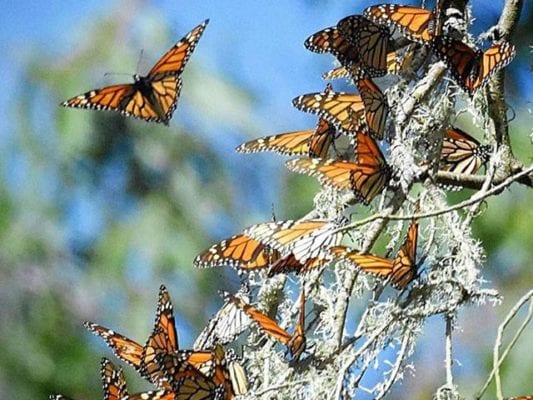 A cluster of Monarch Butterflies at Natural Bridges State Beach.