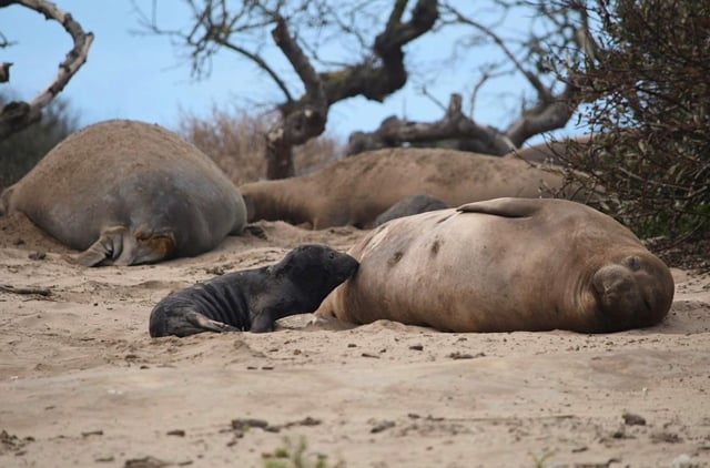 Photo of Elephant Seals at Ano Nuevo State Park. This photo is of a new seal pup and her mom on the sand at Ano Nuevo in December.