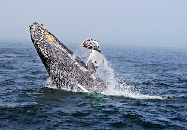 Winter Wildlife Getaway: Lodging Discounts!