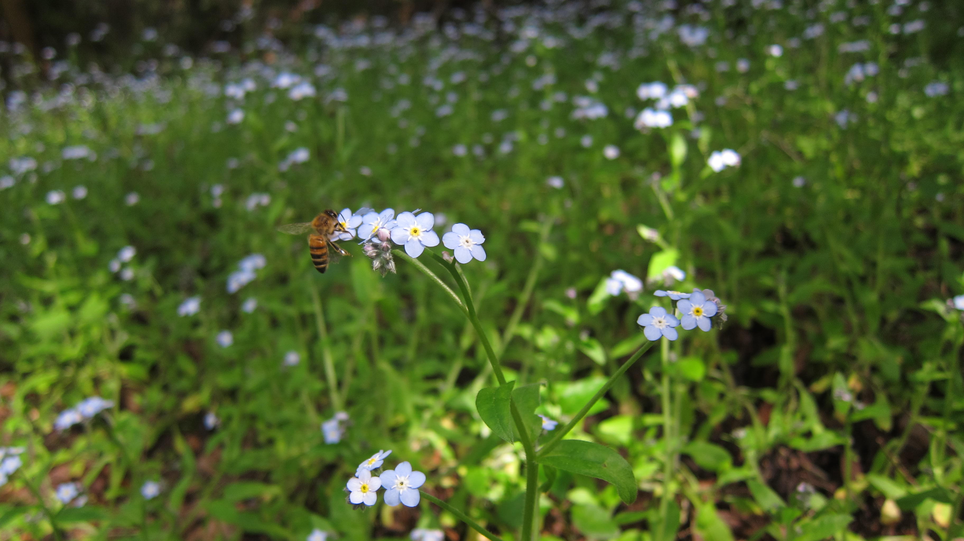 Where to Find the Best Wildflowers in Santa Cruz County Visit Santa