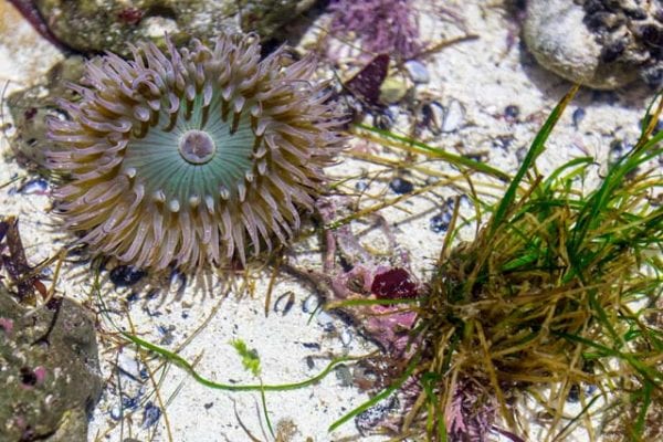 Purple sea anemone that resembles a flower.