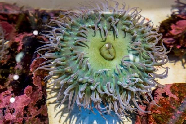 A green blue anemone surrounded by pink corral.