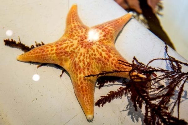 Orange star fish at an indoor tide pool.