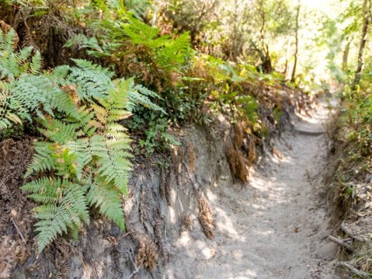 Fern lined trail at Henry Cowell Redwoods State Park