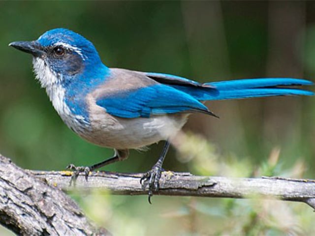 California Scrub Jay at Henry Cowells