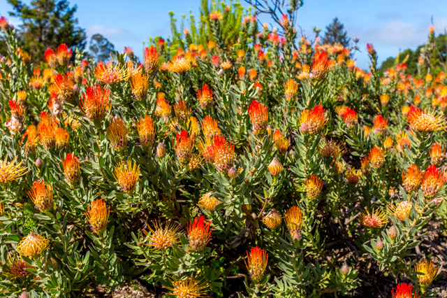 UCSC botanic garden filled with wildflowers