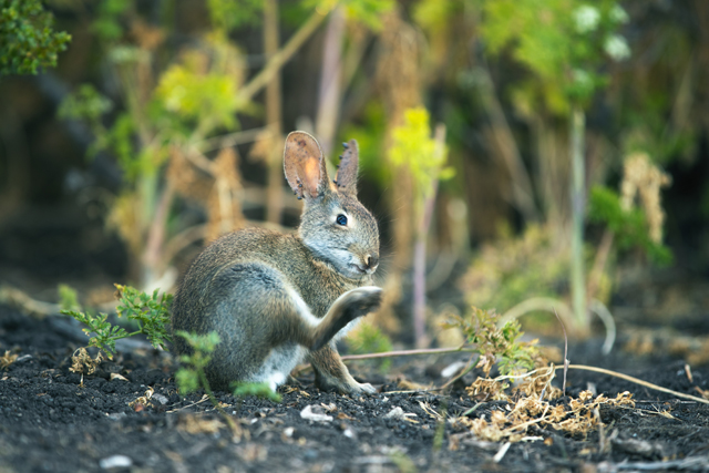 A brown rabbit sitting in the forest.