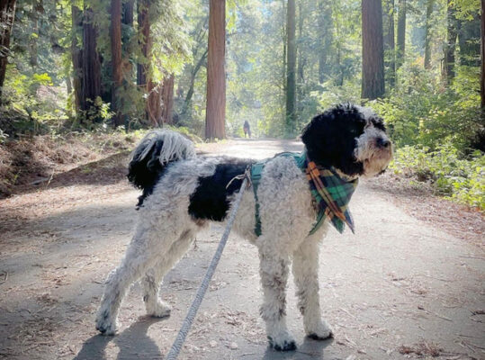 Pipeline Trail at Henry Cowell Redwoods State Park - Dog-friendly trail where you can take your leashed dogs.