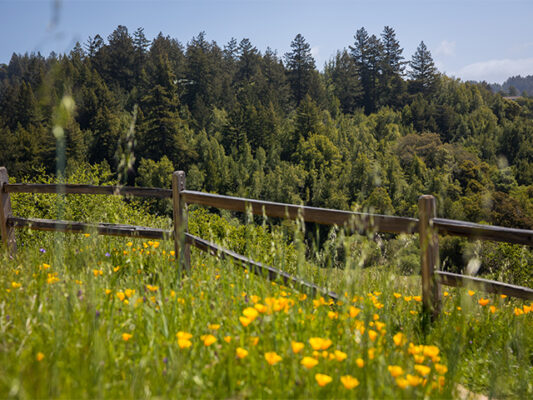 Photo by Ben Ingram, overlooking the hill full of yellow flowers and trees.