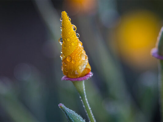 Photo by Ben Ingram of a yellow wildflower that has not bloomed.