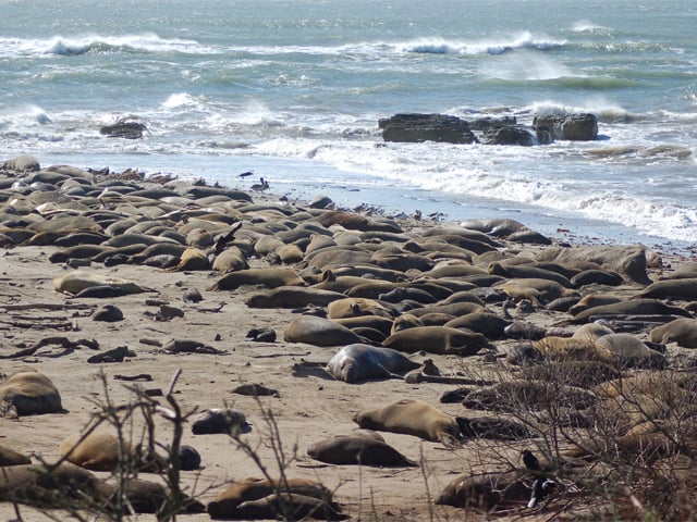 Elephant Seals laying on the sand at Ano Nuevo State Park
