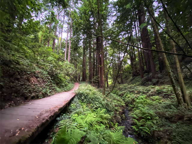 Redwood trees that surround the Chaminade Resort
