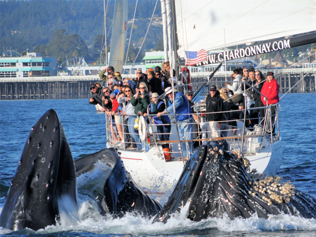 Group of people on top of the Chardonnay Sail Boat watching a gray whale come out of the ocean. 