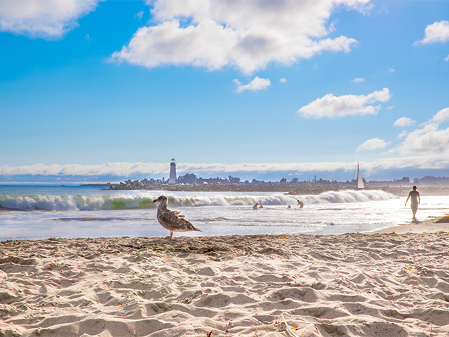 Main Beach in Santa Cruz, sand, blue sky, seagull