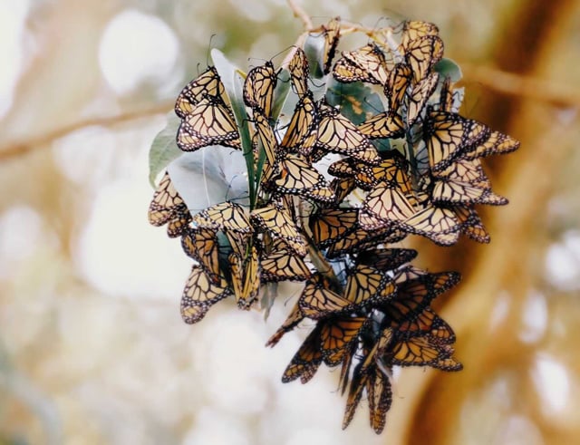 The Monarch Butterflies of Natural Bridges State Beach winter in the eucalyptus every fall and winter. This photo shows a cluster of Monarch Butterflies taken by September Wren in December of 2021