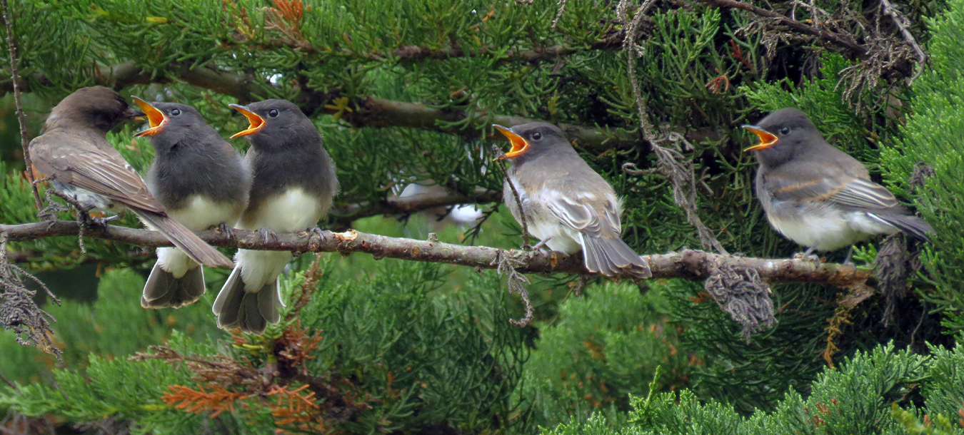 Black Phoebes, Shorebird Pond