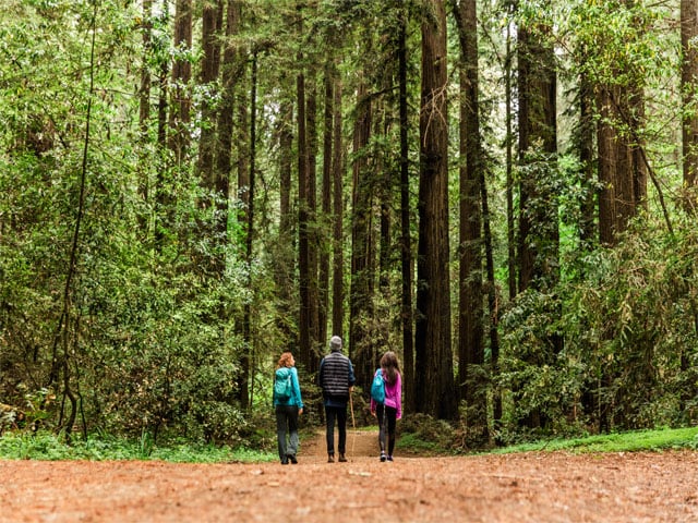 three people going on a hike in the redwood forest.