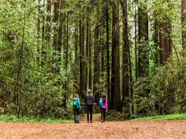 three people going on a hike in the redwood forest. 