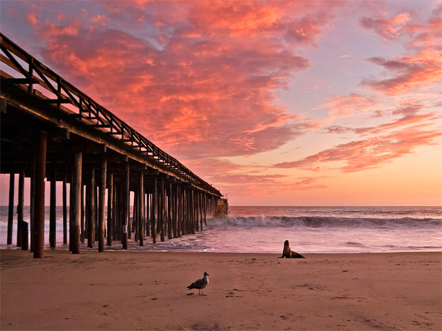 Seacliff beach at sunset with a bird and sea lion on shore as the waves crash in the background.