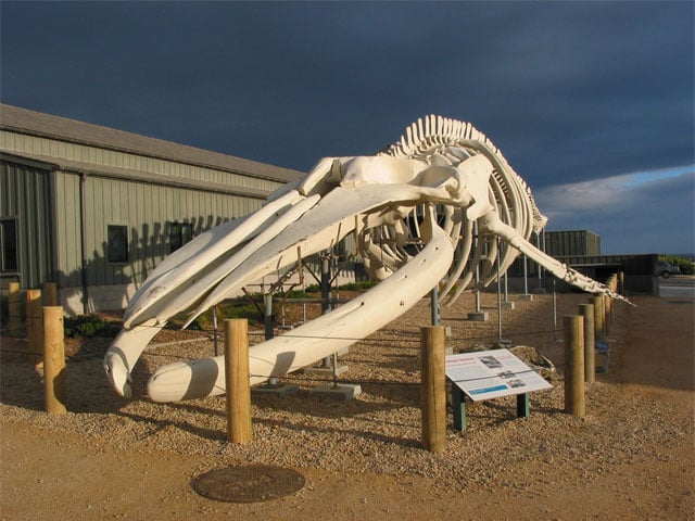 Photo of Ms. Blue one of the largest blue whale skeletons in the world. Located at the Seymour Center. 