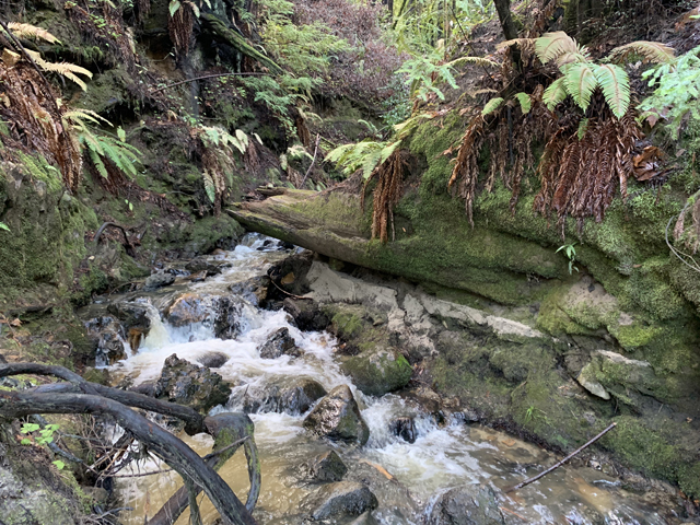 Top Waterfalls in Santa Cruz County - Eagle Creek waterfalls on the Eagle Creek Trail at Henry Cowell Redwoods State Park by Monica Multer.
