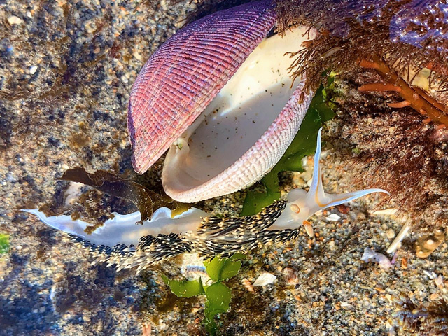 Top Spots to Tide Pool in Santa Cruz County. This shot features tide pools found in Santa Cruz. Location: Pleasure Point in Santa Cruz, California.