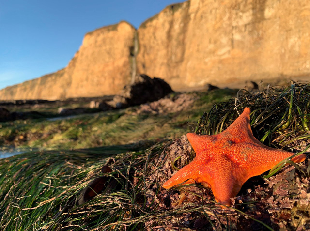 op Spots to Tide Pool in Santa Cruz County. This shot features tide pools found in Santa Cruz. Location: Scott Creek in Davenport, located in Santa Cruz County, California.